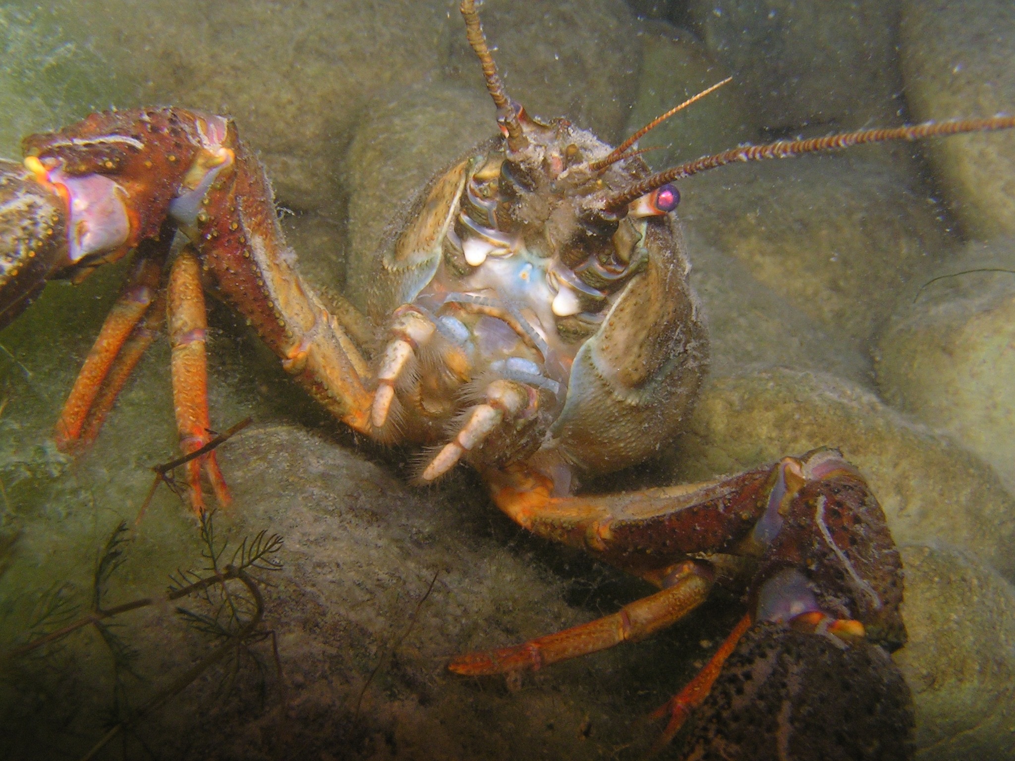 brown lobster