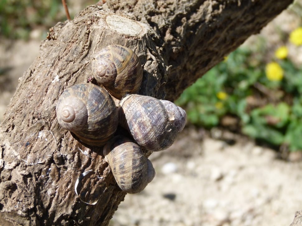 4 snails preview