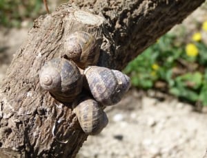 4 snails thumbnail
