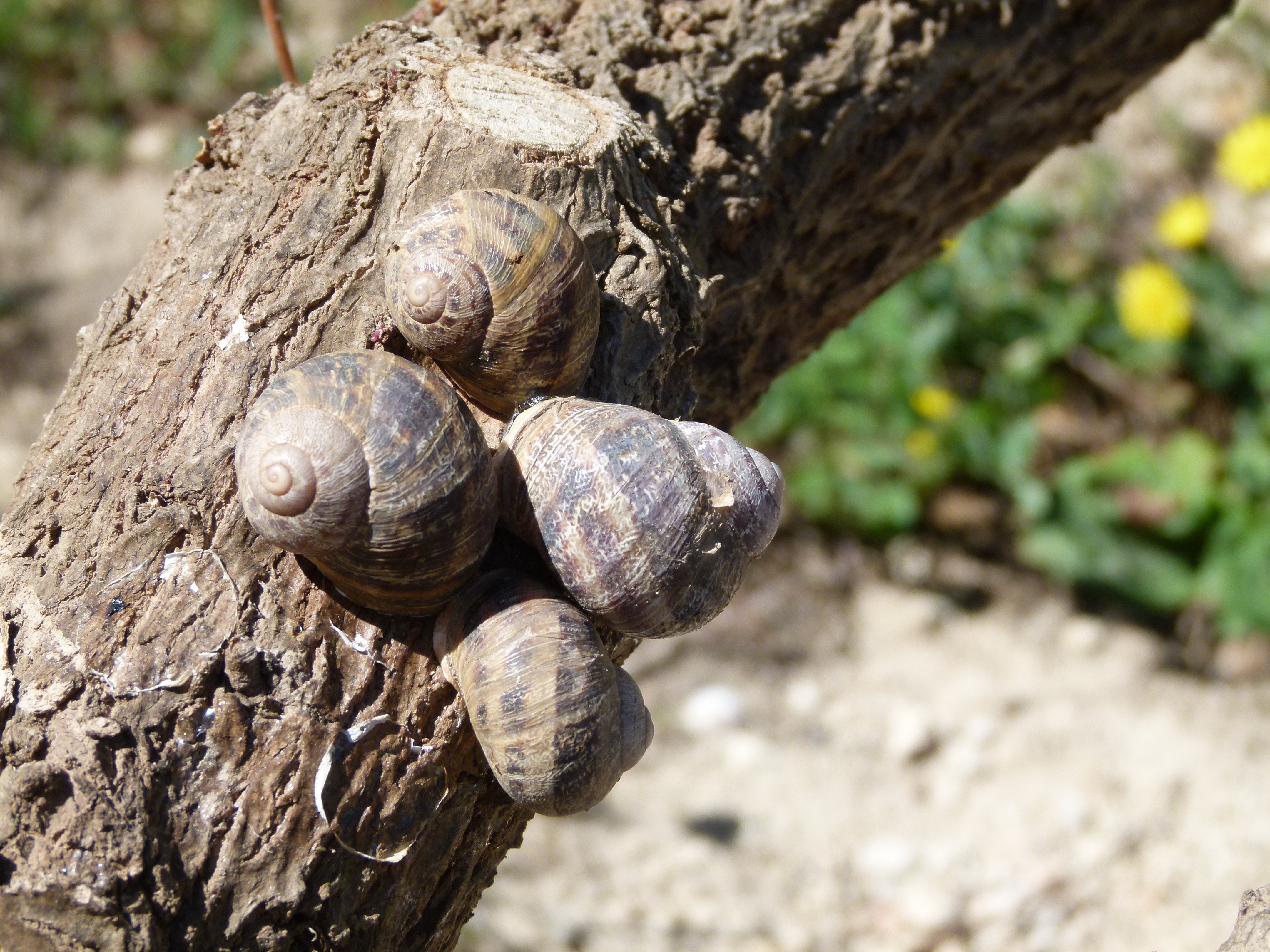 4 snails