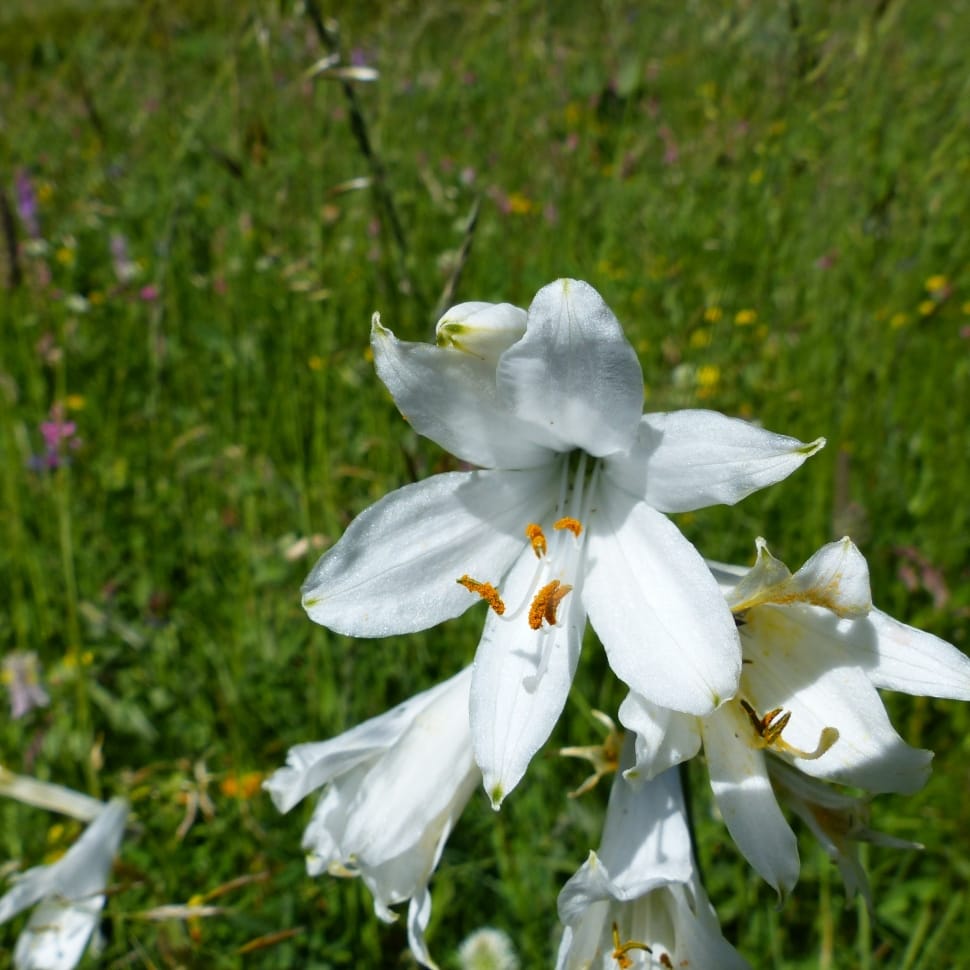white easter lilies preview