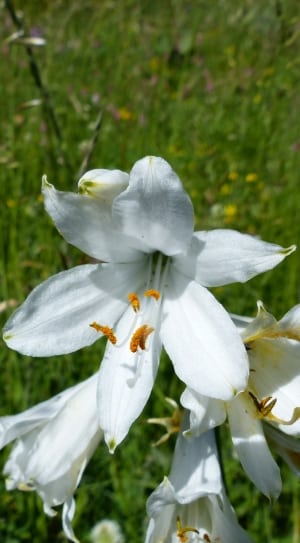 white easter lilies thumbnail