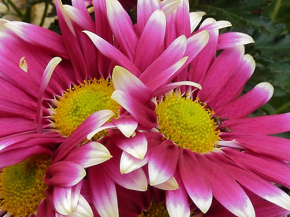 pink and white sunflower preview