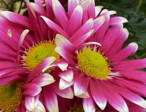 pink and white sunflower thumbnail