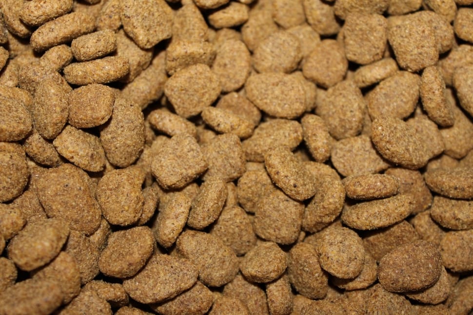 dog food preview