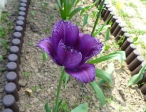purple clustered petal flower thumbnail