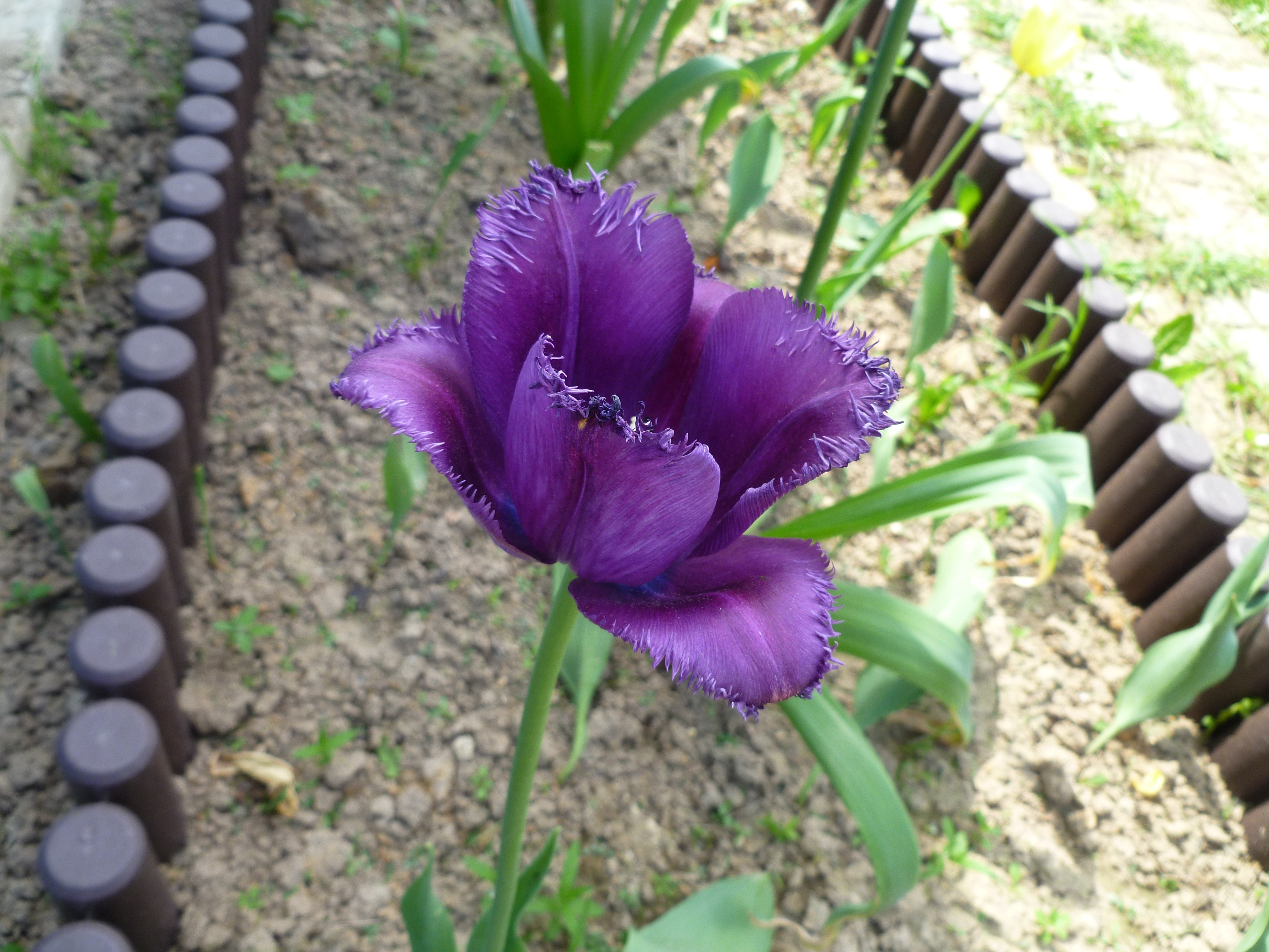 purple clustered petal flower