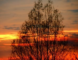 brown tree and orange sunset thumbnail