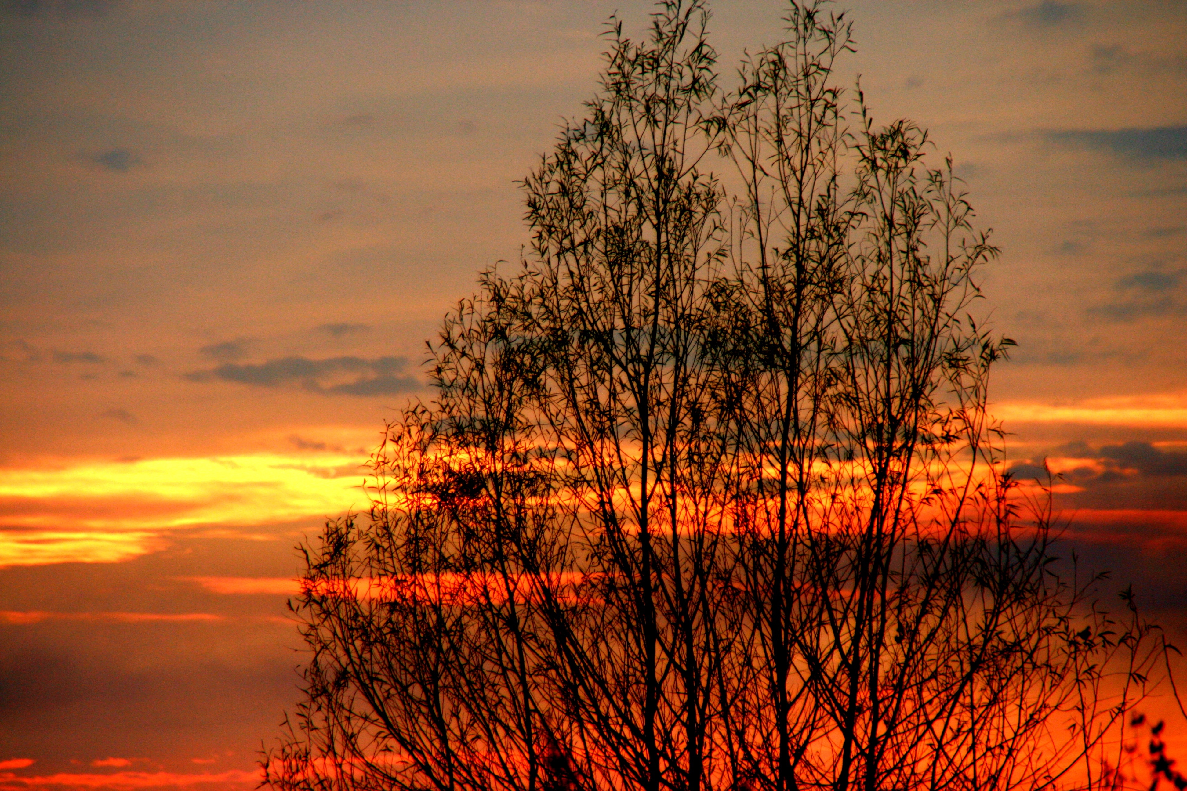 brown tree and orange sunset