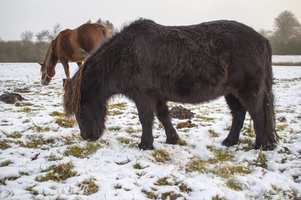 2 horses eating green grass on a snowy day preview