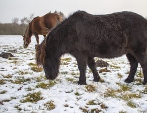 2 horses eating green grass on a snowy day thumbnail
