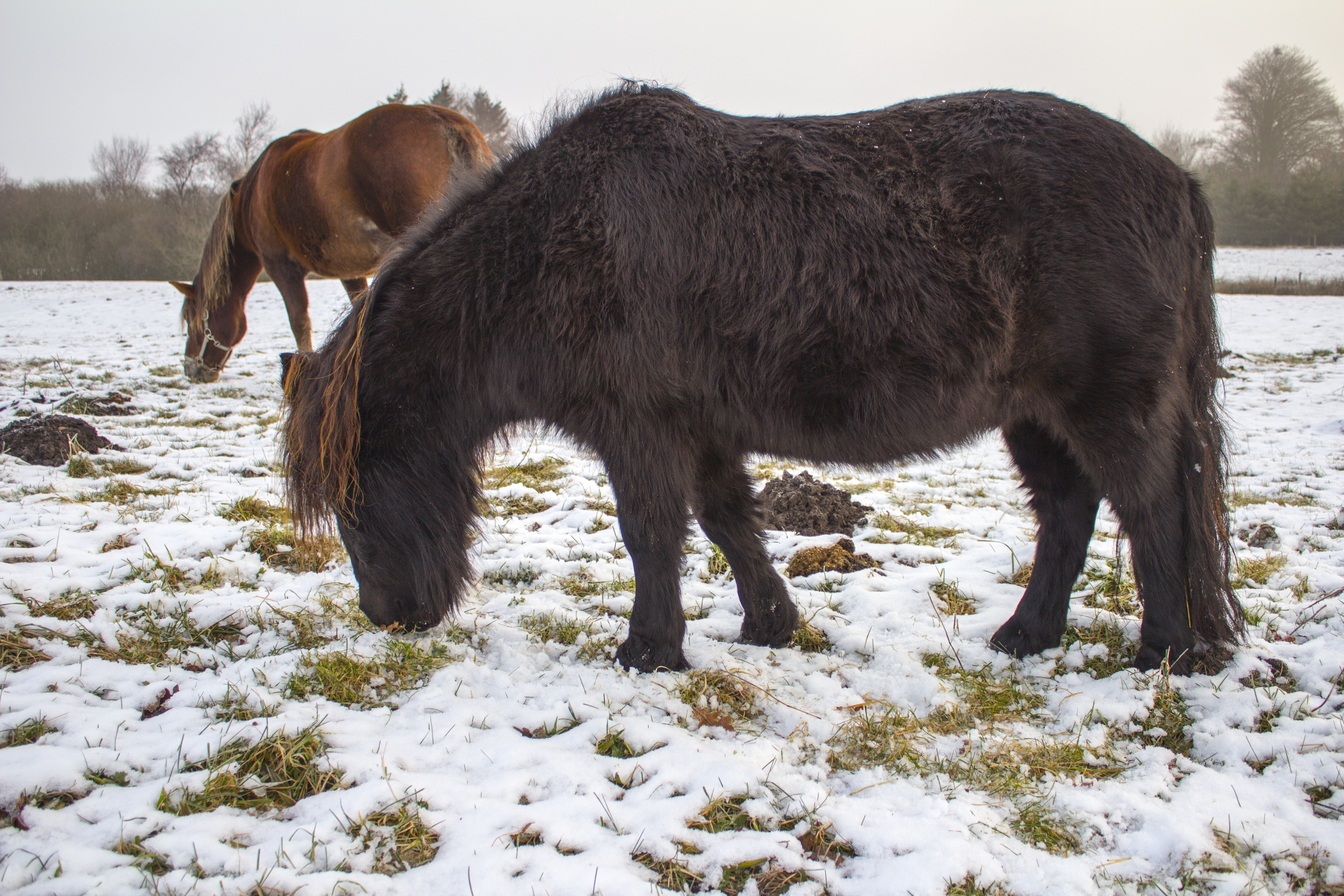 2 horses eating green grass on a snowy day