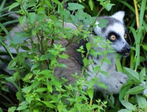 white brown lemur thumbnail