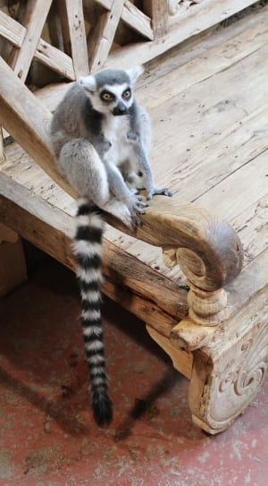 grey and white lemur thumbnail