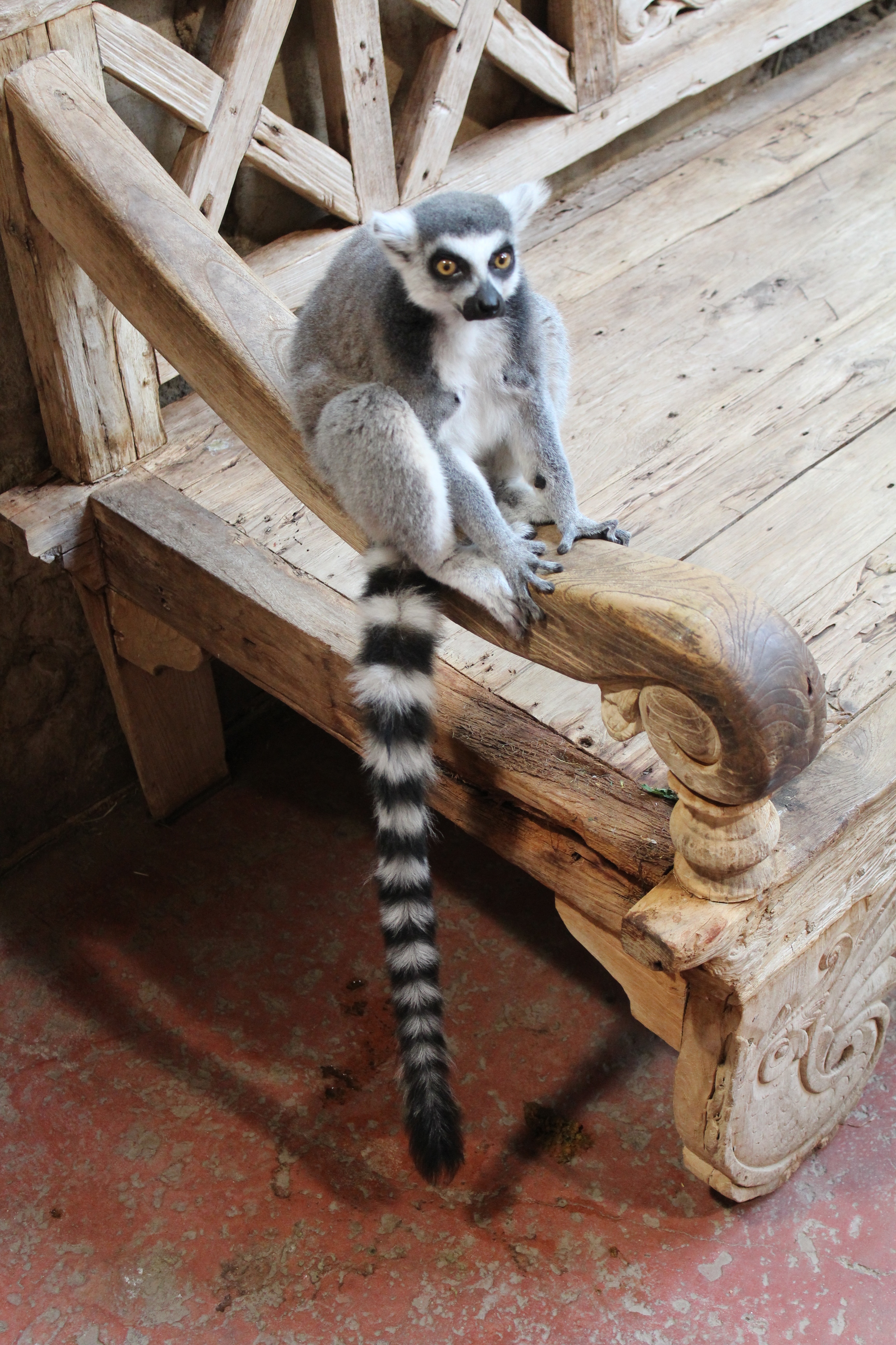 grey and white lemur