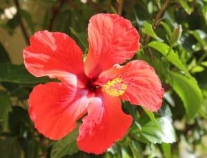 red hibiscus flower thumbnail