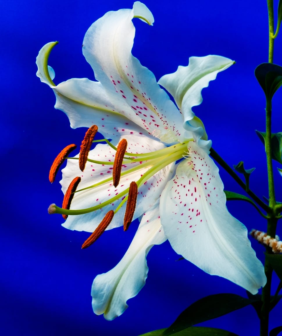 white easter lily preview