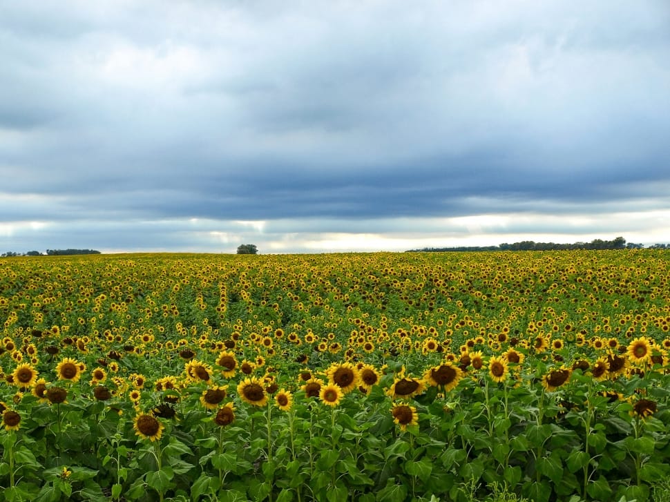 field of sunflowers preview