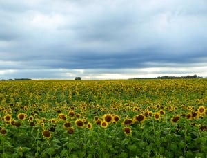 field of sunflowers thumbnail