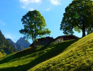green trees and grass next to wooden house thumbnail