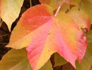 pink and yellow maple leaf thumbnail