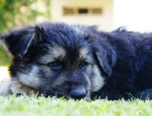 black and sable german shepherd puppy thumbnail