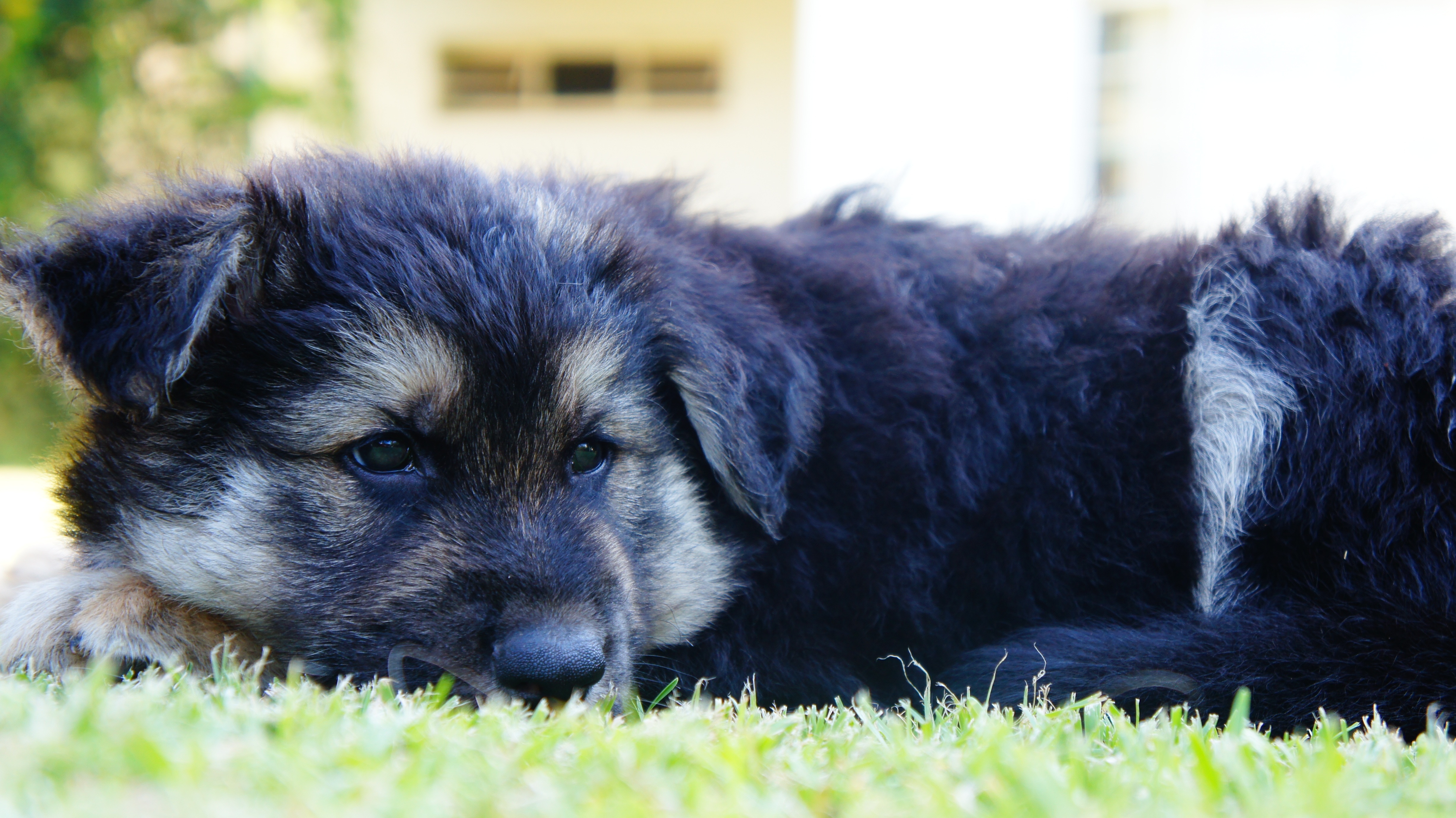 black and sable german shepherd puppy