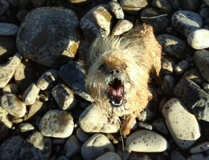 brown short coated medium dog in brown rocks thumbnail