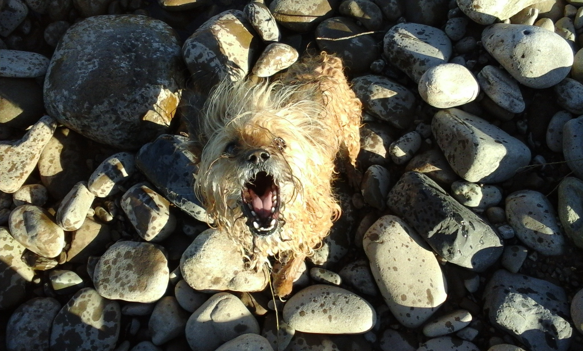 brown short coated medium dog in brown rocks