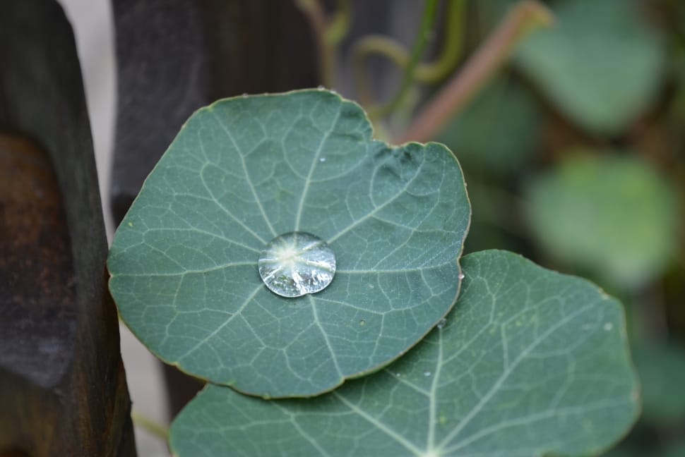 green leaf plan with water droplet preview