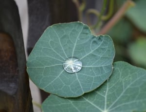 green leaf plan with water droplet thumbnail