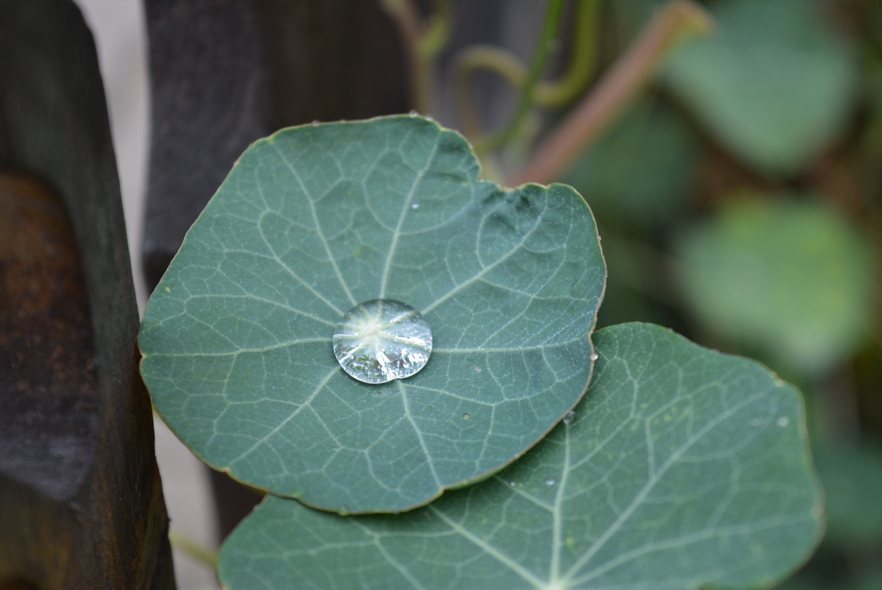 green leaf plan with water droplet