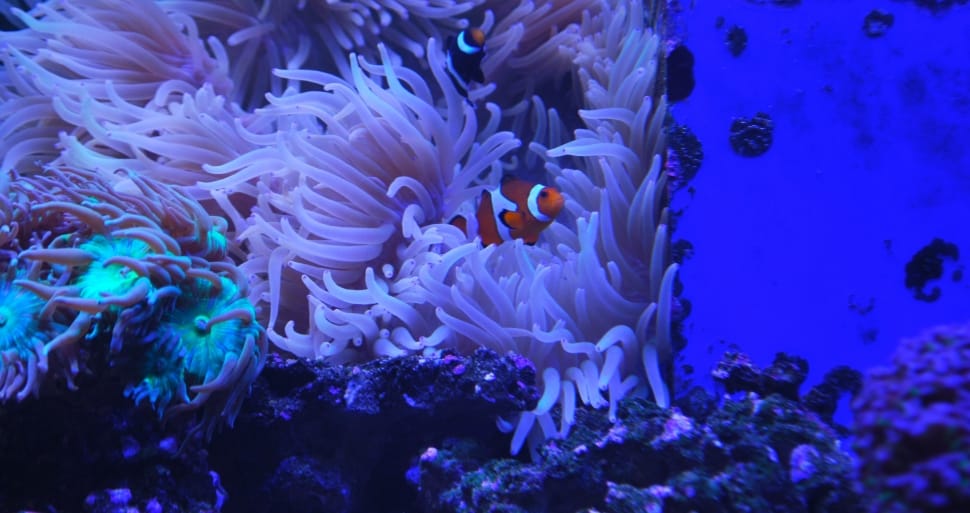 orange and white clown fish preview