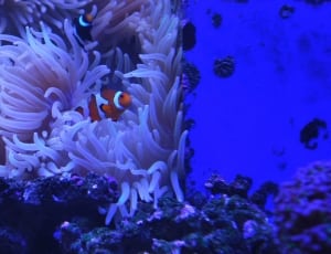 orange and white clown fish thumbnail