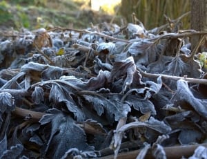 dried leaves thumbnail