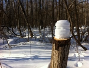 snow pile on brown tree trunk near bare trees during daytime thumbnail