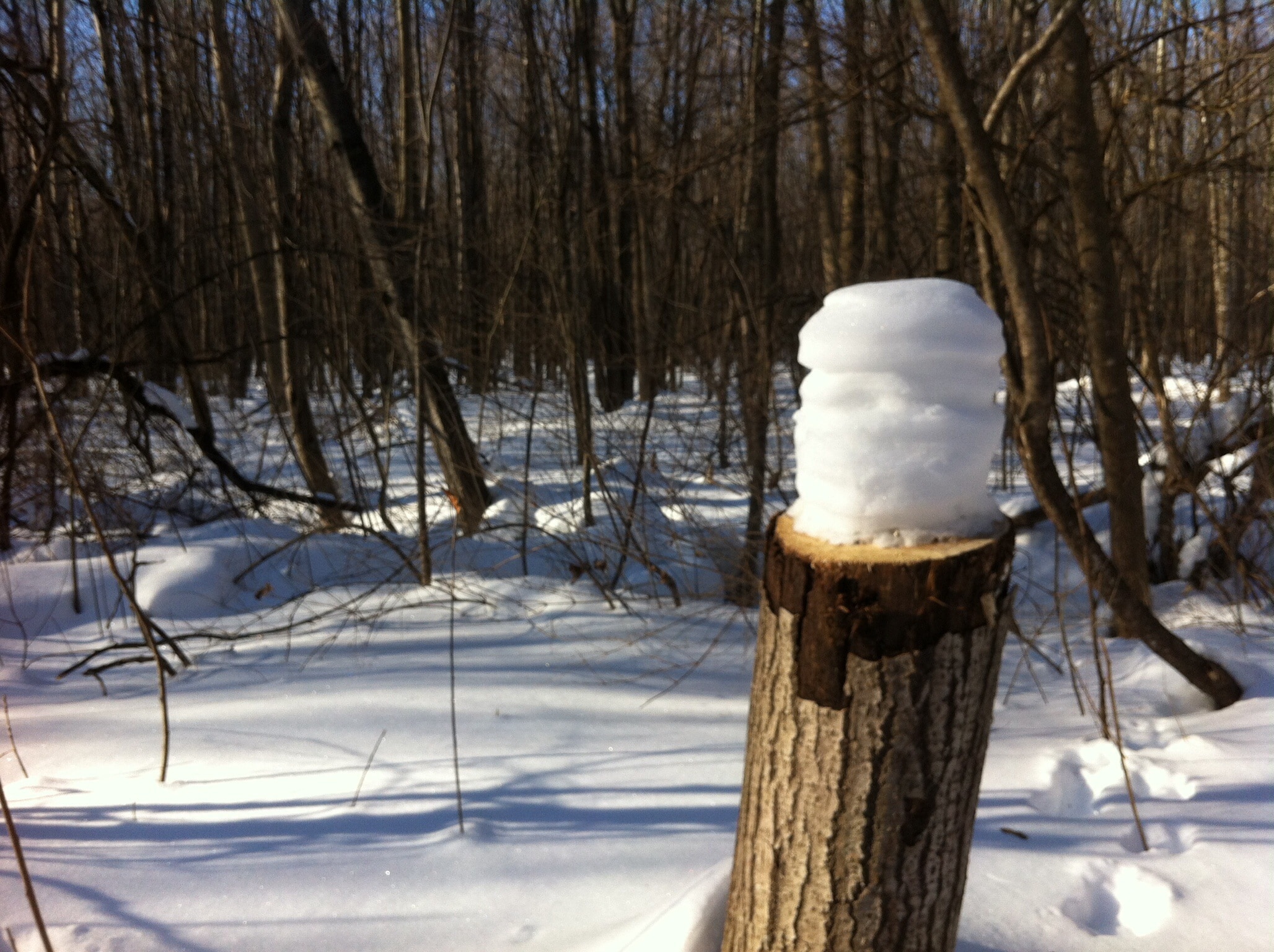 snow pile on brown tree trunk near bare trees during daytime