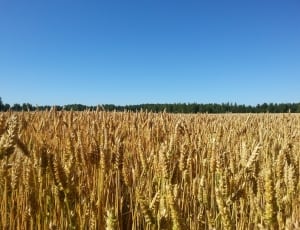 wheat field thumbnail