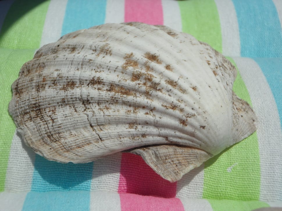 sea shell preview