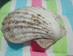 sea shell thumbnail
