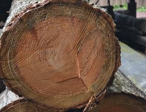 photo of cut natural wood thumbnail