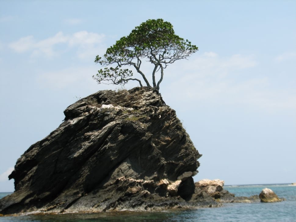 island and tree preview
