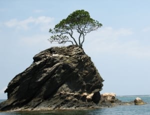 island and tree thumbnail