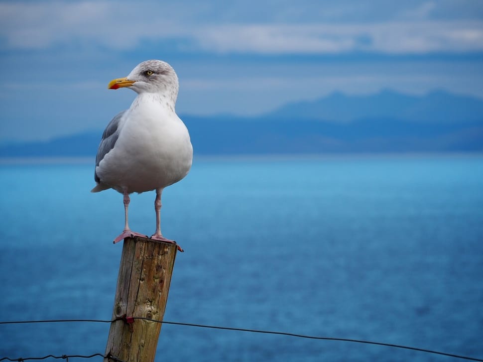 white and gray seagull on wooden pillar preview