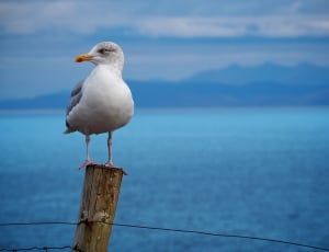 white and gray seagull on wooden pillar thumbnail