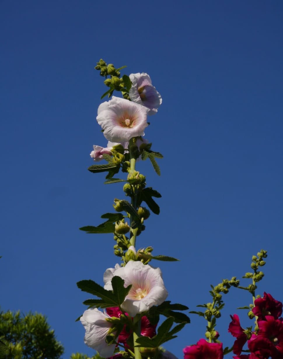 pink hollyhock flower preview