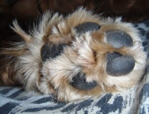 brown fur foot thumbnail