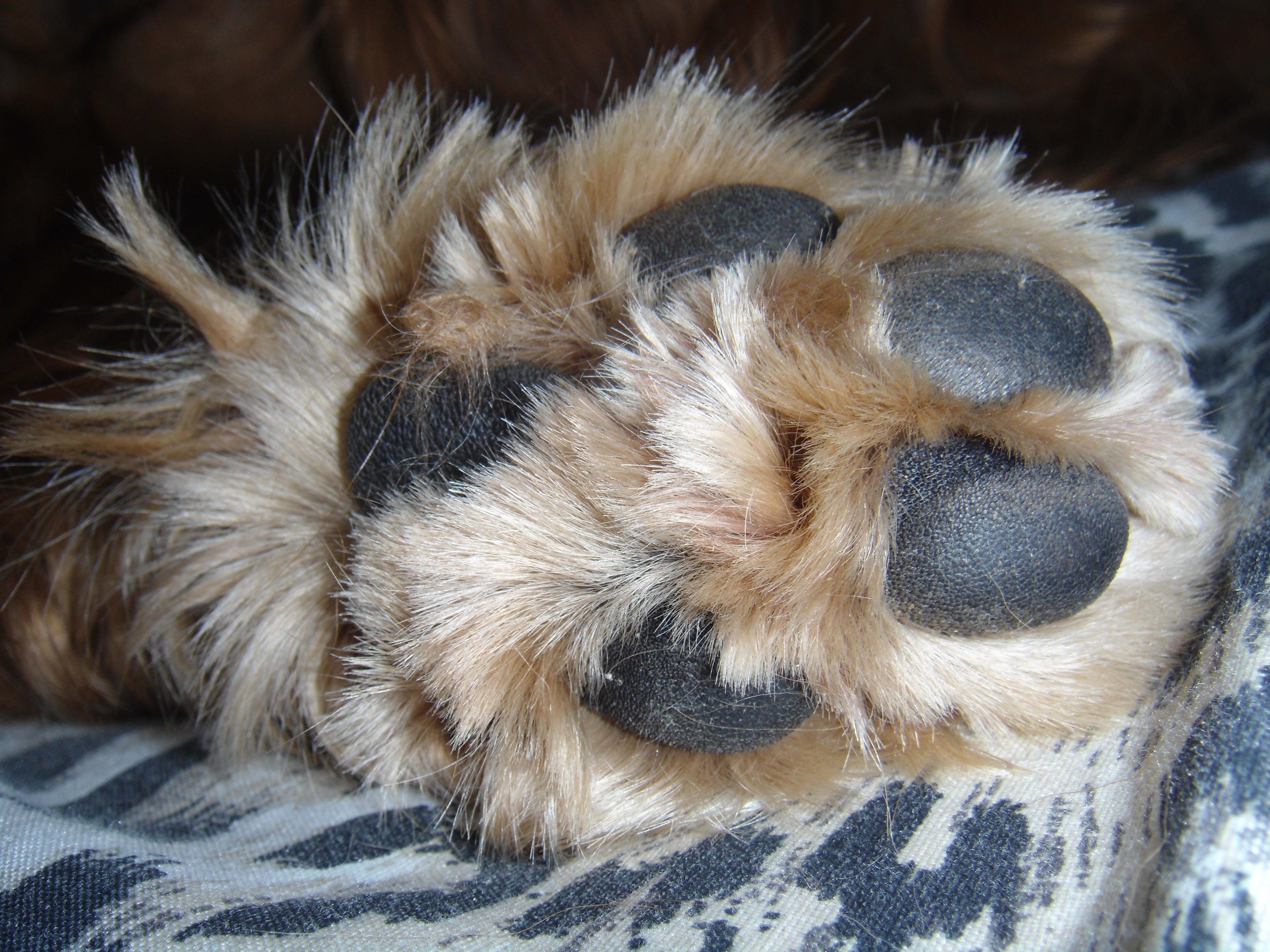 brown fur foot