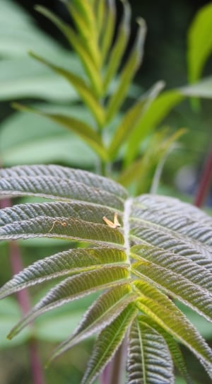 green fern plant thumbnail