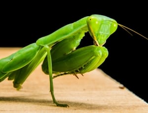 green mantis thumbnail